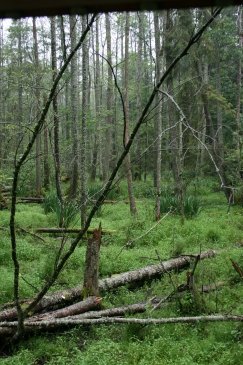 Wakacje Puszcza Bialowieska 102.jpg