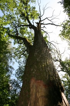Wakacje Puszcza Bialowieska 228.jpg