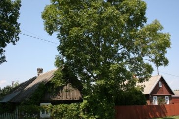 Wakacje Puszcza Bialowieska 306.jpg