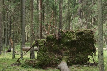 Wakacje Puszcza Bialowieska 413.jpg