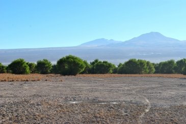 Opuszczamy tereny zielonej oazy otaczającej San Pedro de Atacama. Występują tu rzadkie gatunki drzew (m.in. o takich egzotycznych nazwach jak Tamarugo, Chañar i Algarrobo), które są przystosowane do braku wody i znaczącego zasolenia terenu. Później krajob