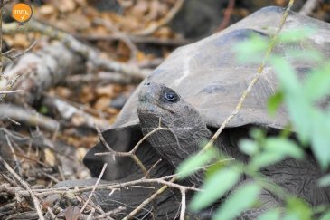 Galapagos