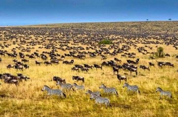 Wielka masowa migracja w Masai Mara