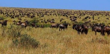 Wielka masowa migracja w Masai Mara