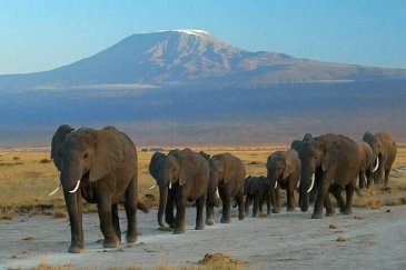 Park Narodowy Amboseli