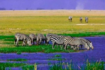 Park Narodowy Amboseli