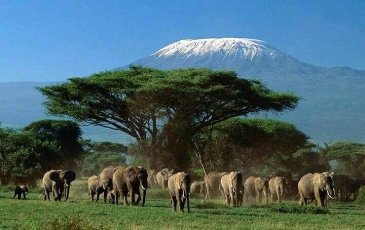 Park Narodowy Amboseli
