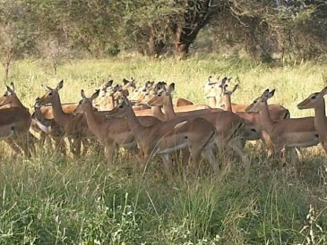 Park Narodowy Tsavo w Kenii