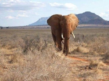 Park Narodowy Tsavo w Kenii