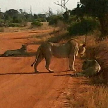 Park Narodowy Tsavo w Kenii