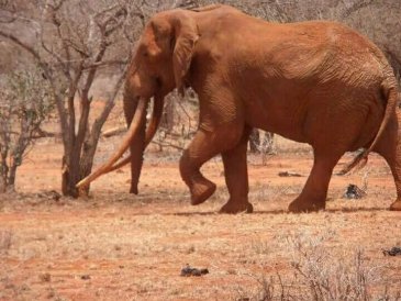 Park Narodowy Tsavo w Kenii