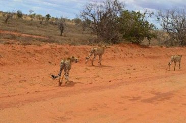 Park Narodowy Tsavo w Kenii