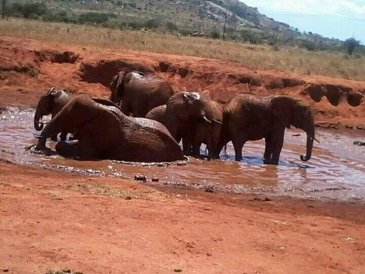 Park Narodowy Tsavo w Kenii