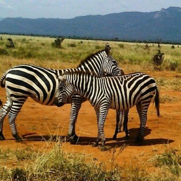 Park Narodowy Tsavo w Kenii