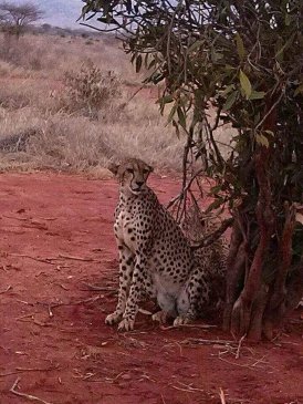 Park Narodowy Tsavo w Kenii