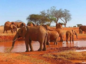 Park Narodowy Tsavo w Kenii