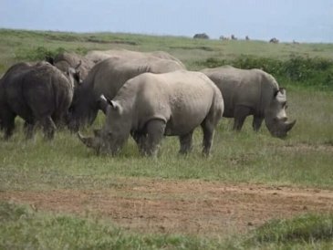 Kenia