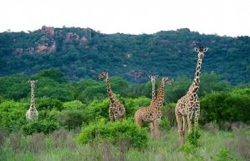 Kenia