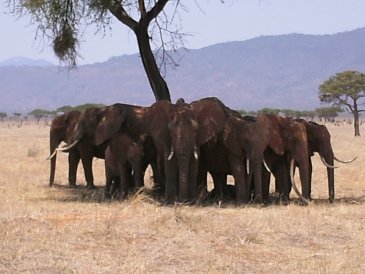 Kenia