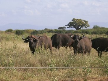 Kenia
