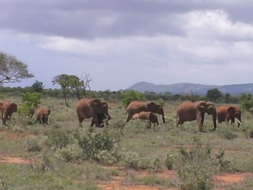 Kenia