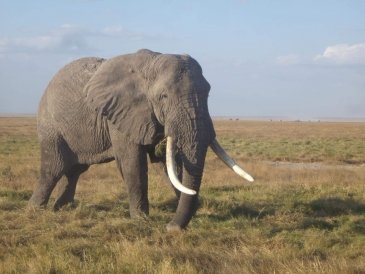 Kenia