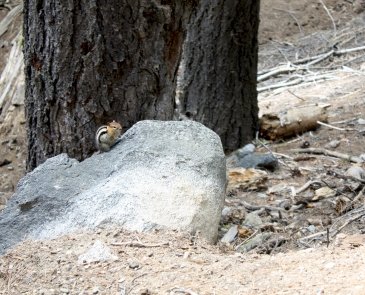 Sequoia National Park