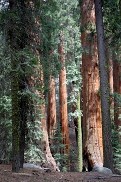 Sequoia National Park