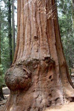 Sequoia National Park