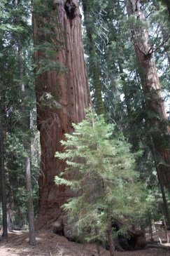 Sequoia National Park