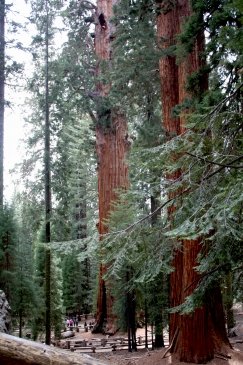 Sequoia National Park