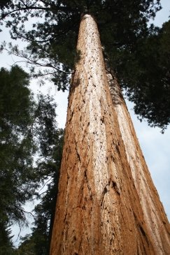 Sequoia National Park