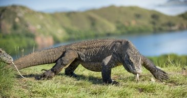 komodo