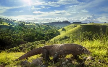 komodo