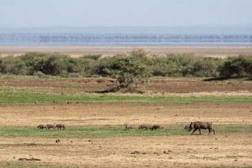 Park Narodowy Jeziora Manyara w Tanzanii