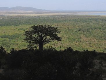 Park Narodowy Jeziora Manyara w Tanzanii