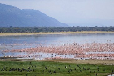 Park Narodowy Jeziora Manyara w Tanzanii