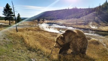 Yellowstone Usa