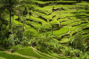 Ubud Indonezja