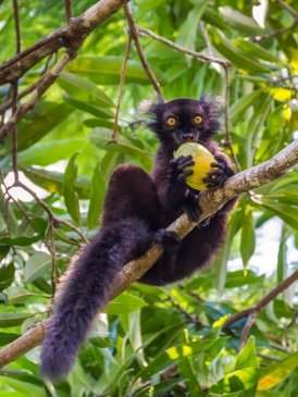 Nosy Be Madagaskar