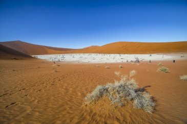 Namibia Drzewa w Deadvlei