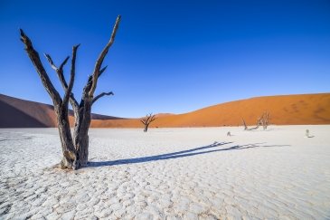 Namibia Drzewa w Deadvlei