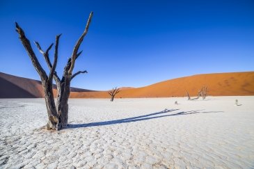 Namibia Drzewa w Deadvlei