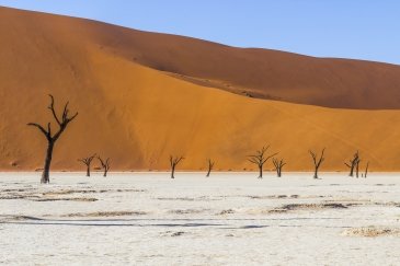 Namibia Drzewa w Deadvlei