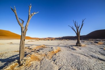 Namibia Drzewa w Deadvlei