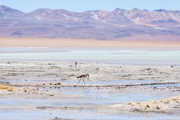 Jezioro Laguna Colorada Boliwia