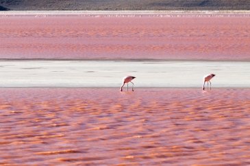 Jezioro Laguna Colorada Boliwia