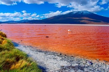 Jezioro Laguna Colorada Boliwia