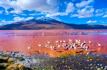 Jezioro Laguna Colorada Boliwia