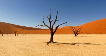 Namibia Drzewa w Deadvlei